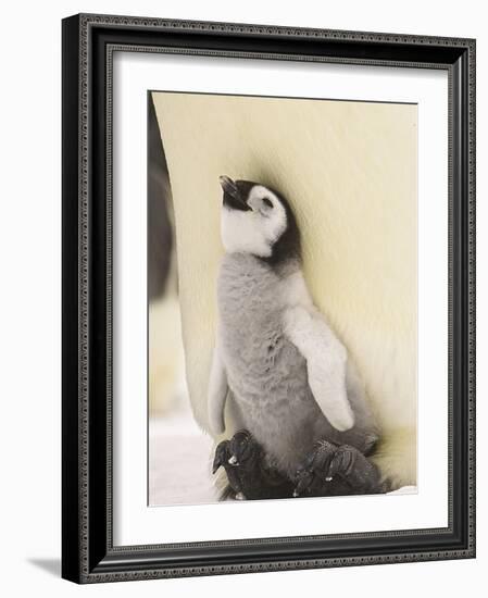 Emperor Penguin Chick on Parent's Feet-John Conrad-Framed Photographic Print