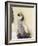 Emperor Penguin Chick on Parent's Feet-John Conrad-Framed Photographic Print