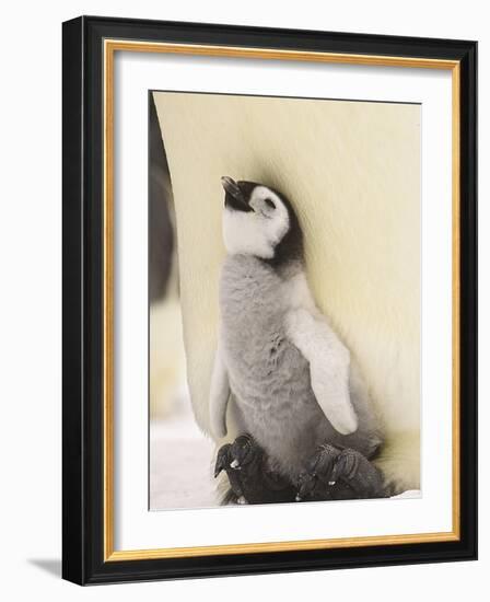 Emperor Penguin Chick on Parent's Feet-John Conrad-Framed Photographic Print