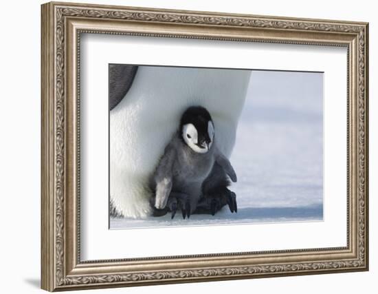 Emperor penguin chick-Thorsten Milse-Framed Photographic Print