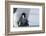 Emperor penguin chick-Thorsten Milse-Framed Photographic Print