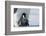 Emperor penguin chick-Thorsten Milse-Framed Photographic Print
