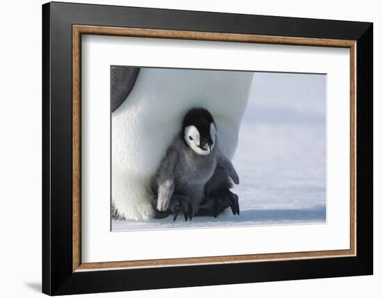 Emperor penguin chick-Thorsten Milse-Framed Photographic Print