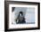 Emperor penguin chick-Thorsten Milse-Framed Photographic Print