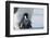 Emperor penguin chick-Thorsten Milse-Framed Photographic Print