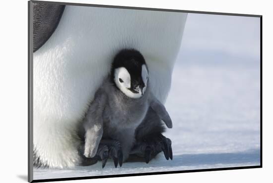 Emperor penguin chick-Thorsten Milse-Mounted Photographic Print