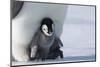 Emperor penguin chick-Thorsten Milse-Mounted Photographic Print