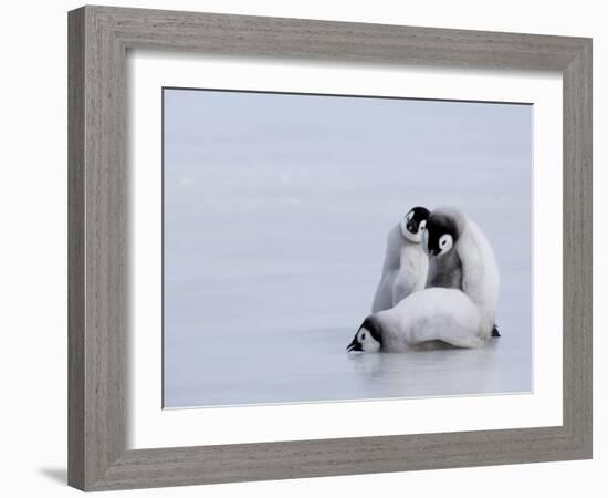 Emperor Penguin Chicks (Aptenodytes Forsteri), Snow Hill Island, Weddell Sea, Antarctica-Thorsten Milse-Framed Photographic Print