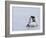 Emperor Penguin Chicks (Aptenodytes Forsteri), Snow Hill Island, Weddell Sea, Antarctica-Thorsten Milse-Framed Photographic Print