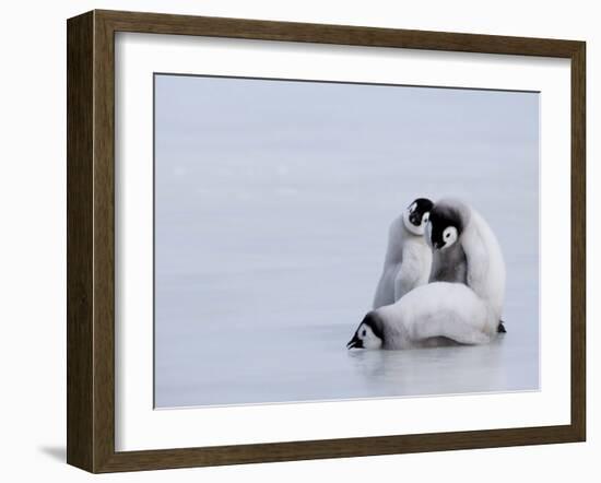 Emperor Penguin Chicks (Aptenodytes Forsteri), Snow Hill Island, Weddell Sea, Antarctica-Thorsten Milse-Framed Photographic Print