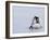 Emperor Penguin Chicks (Aptenodytes Forsteri), Snow Hill Island, Weddell Sea, Antarctica-Thorsten Milse-Framed Photographic Print