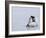 Emperor Penguin Chicks (Aptenodytes Forsteri), Snow Hill Island, Weddell Sea, Antarctica-Thorsten Milse-Framed Photographic Print