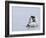 Emperor Penguin Chicks (Aptenodytes Forsteri), Snow Hill Island, Weddell Sea, Antarctica-Thorsten Milse-Framed Photographic Print