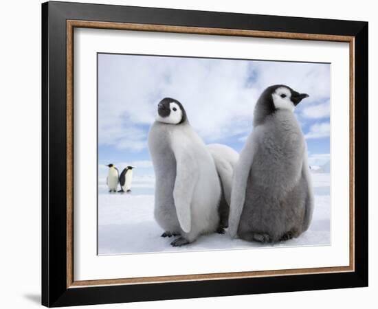 Emperor Penguin Chicks (Aptenodytes Forsteri), Snow Hill Island, Weddell Sea, Antarctica-Thorsten Milse-Framed Photographic Print