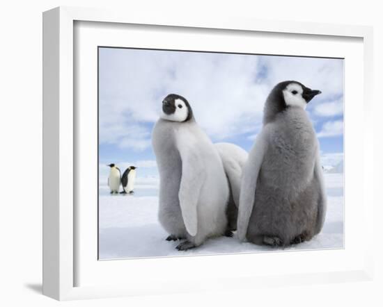 Emperor Penguin Chicks (Aptenodytes Forsteri), Snow Hill Island, Weddell Sea, Antarctica-Thorsten Milse-Framed Photographic Print