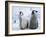 Emperor Penguin Chicks (Aptenodytes Forsteri), Snow Hill Island, Weddell Sea, Antarctica-Thorsten Milse-Framed Photographic Print