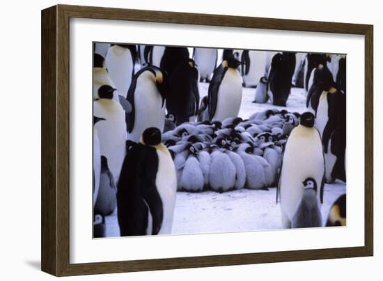 Emperor Penguin Chicks Huddling-Doug Allan-Framed Photographic Print