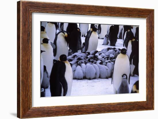 Emperor Penguin Chicks Huddling-Doug Allan-Framed Photographic Print