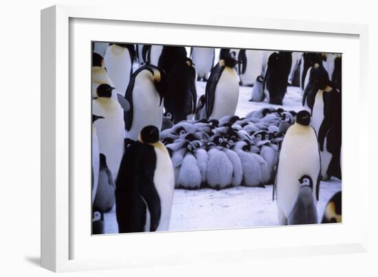 Emperor Penguin Chicks Huddling-Doug Allan-Framed Photographic Print