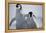 Emperor Penguin Chicks in Antarctica-Paul Souders-Framed Premier Image Canvas