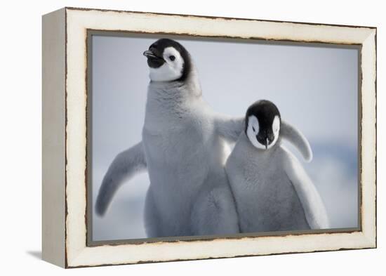 Emperor Penguin Chicks in Antarctica-Paul Souders-Framed Premier Image Canvas