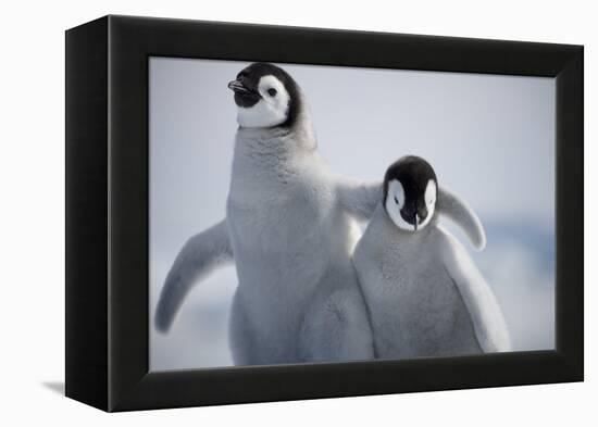 Emperor Penguin Chicks in Antarctica-Paul Souders-Framed Premier Image Canvas