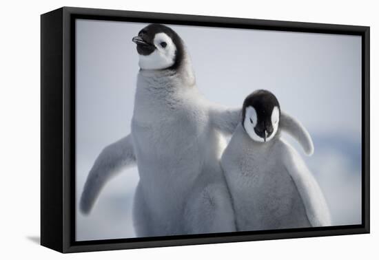 Emperor Penguin Chicks in Antarctica-Paul Souders-Framed Premier Image Canvas