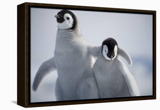 Emperor Penguin Chicks in Antarctica-Paul Souders-Framed Premier Image Canvas