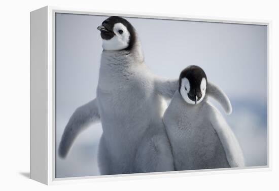 Emperor Penguin Chicks in Antarctica-Paul Souders-Framed Premier Image Canvas