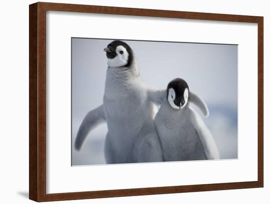 Emperor Penguin Chicks in Antarctica-Paul Souders-Framed Photographic Print