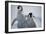 Emperor Penguin Chicks in Antarctica-Paul Souders-Framed Photographic Print