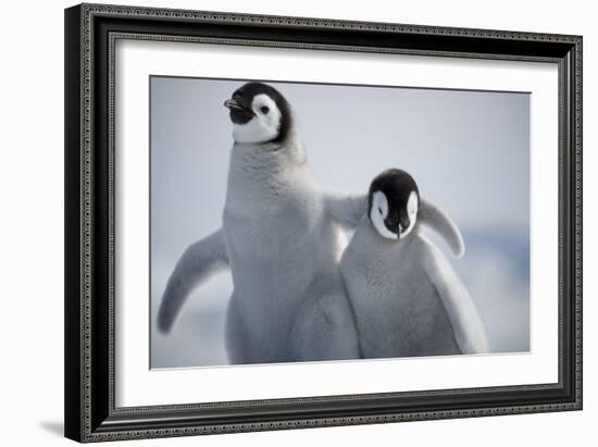 Emperor Penguin Chicks in Antarctica-Paul Souders-Framed Photographic Print