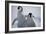 Emperor Penguin Chicks in Antarctica-Paul Souders-Framed Photographic Print