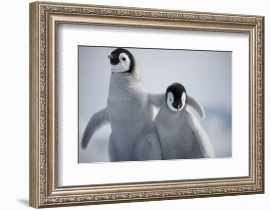 Emperor Penguin Chicks in Antarctica-Paul Souders-Framed Photographic Print