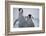 Emperor Penguin Chicks in Antarctica-Paul Souders-Framed Photographic Print