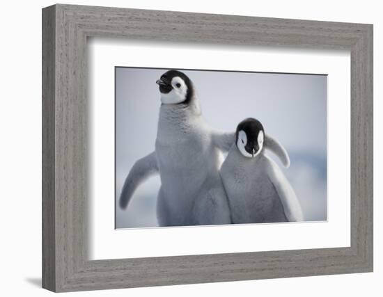 Emperor Penguin Chicks in Antarctica-Paul Souders-Framed Photographic Print