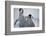 Emperor Penguin Chicks in Antarctica-Paul Souders-Framed Photographic Print