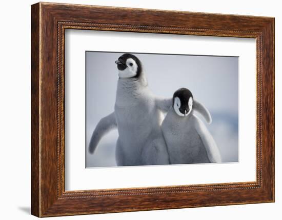 Emperor Penguin Chicks in Antarctica-Paul Souders-Framed Photographic Print