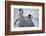 Emperor Penguin Chicks in Antarctica-Paul Souders-Framed Photographic Print