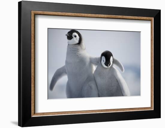 Emperor Penguin Chicks in Antarctica-Paul Souders-Framed Photographic Print