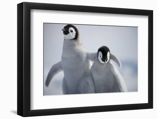 Emperor Penguin Chicks in Antarctica-Paul Souders-Framed Photographic Print