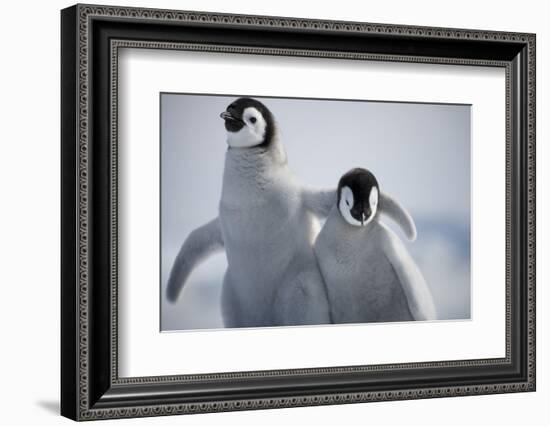 Emperor Penguin Chicks in Antarctica-Paul Souders-Framed Photographic Print