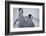 Emperor Penguin Chicks in Antarctica-Paul Souders-Framed Photographic Print