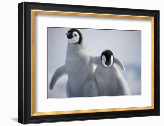 Emperor Penguin Chicks in Antarctica-Paul Souders-Framed Photographic Print