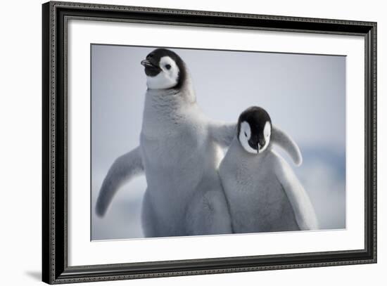 Emperor Penguin Chicks in Antarctica-Paul Souders-Framed Photographic Print