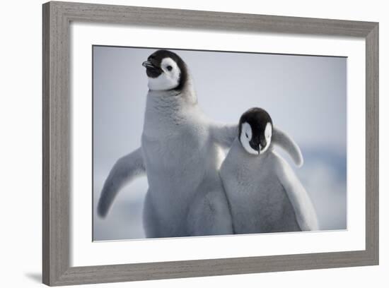 Emperor Penguin Chicks in Antarctica-Paul Souders-Framed Photographic Print