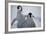 Emperor Penguin Chicks in Antarctica-Paul Souders-Framed Photographic Print