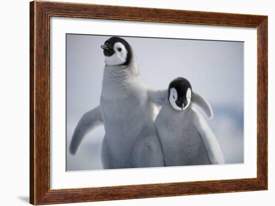 Emperor Penguin Chicks in Antarctica-Paul Souders-Framed Photographic Print