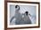 Emperor Penguin Chicks in Antarctica-Paul Souders-Framed Photographic Print