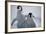 Emperor Penguin Chicks in Antarctica-Paul Souders-Framed Photographic Print